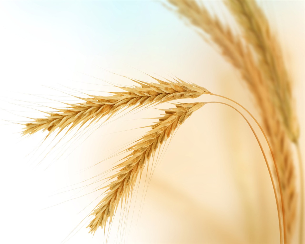 Wheat wallpaper (2) #3 - 1280x1024