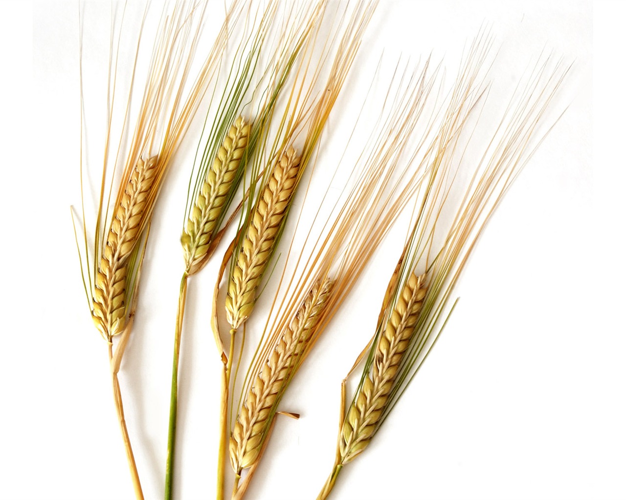 Fond d'écran du blé (2) #4 - 1280x1024