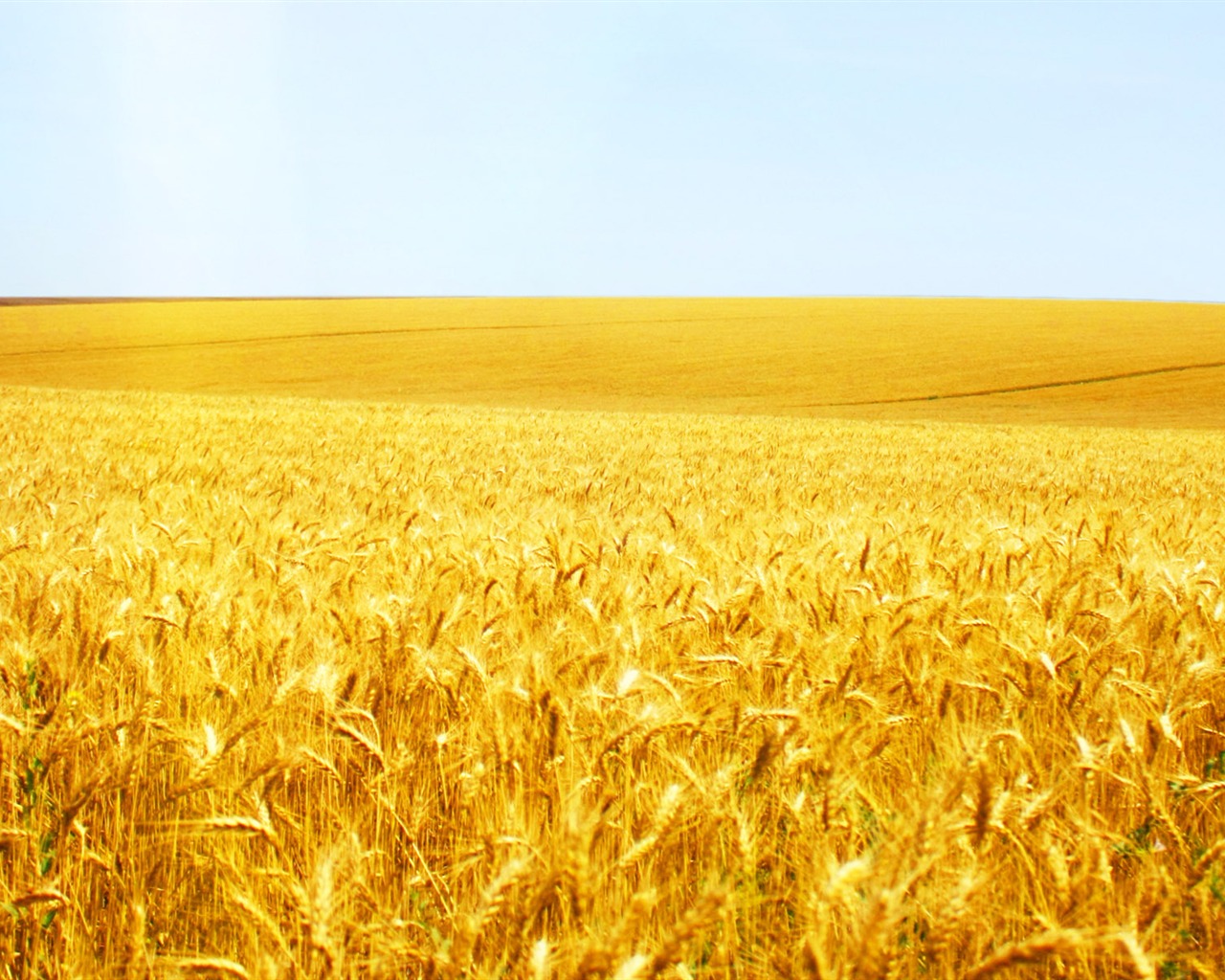 Wheat wallpaper (2) #9 - 1280x1024