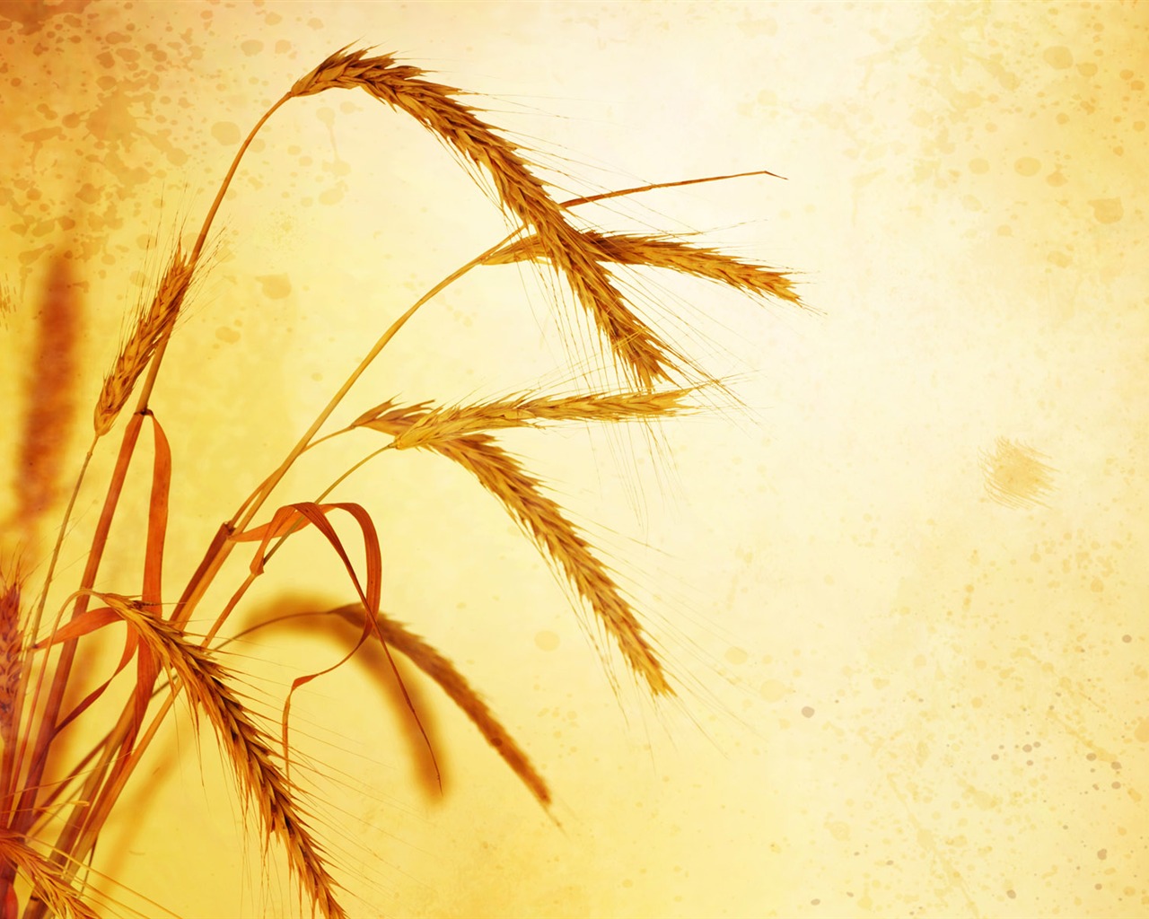 Wheat wallpaper (2) #11 - 1280x1024