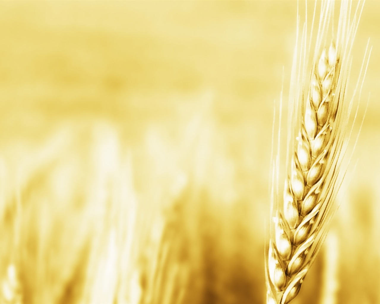 Wheat wallpaper (2) #12 - 1280x1024