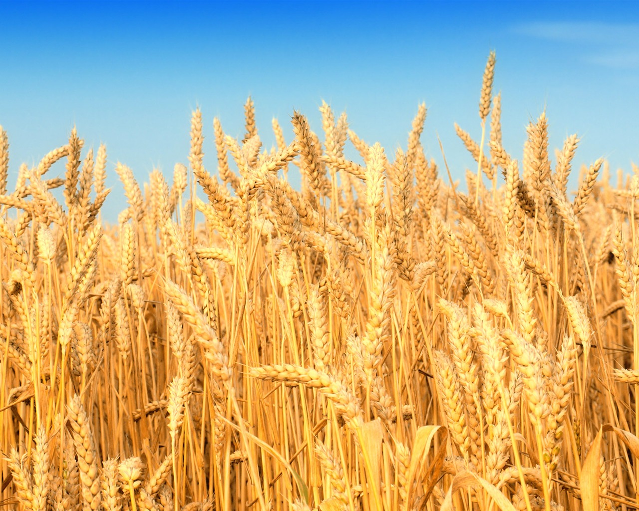 Fond d'écran du blé (2) #13 - 1280x1024