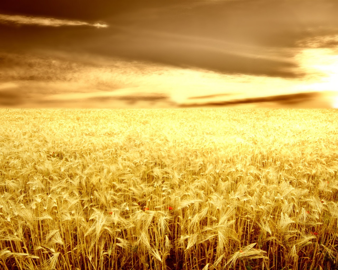 Wheat wallpaper (2) #18 - 1280x1024