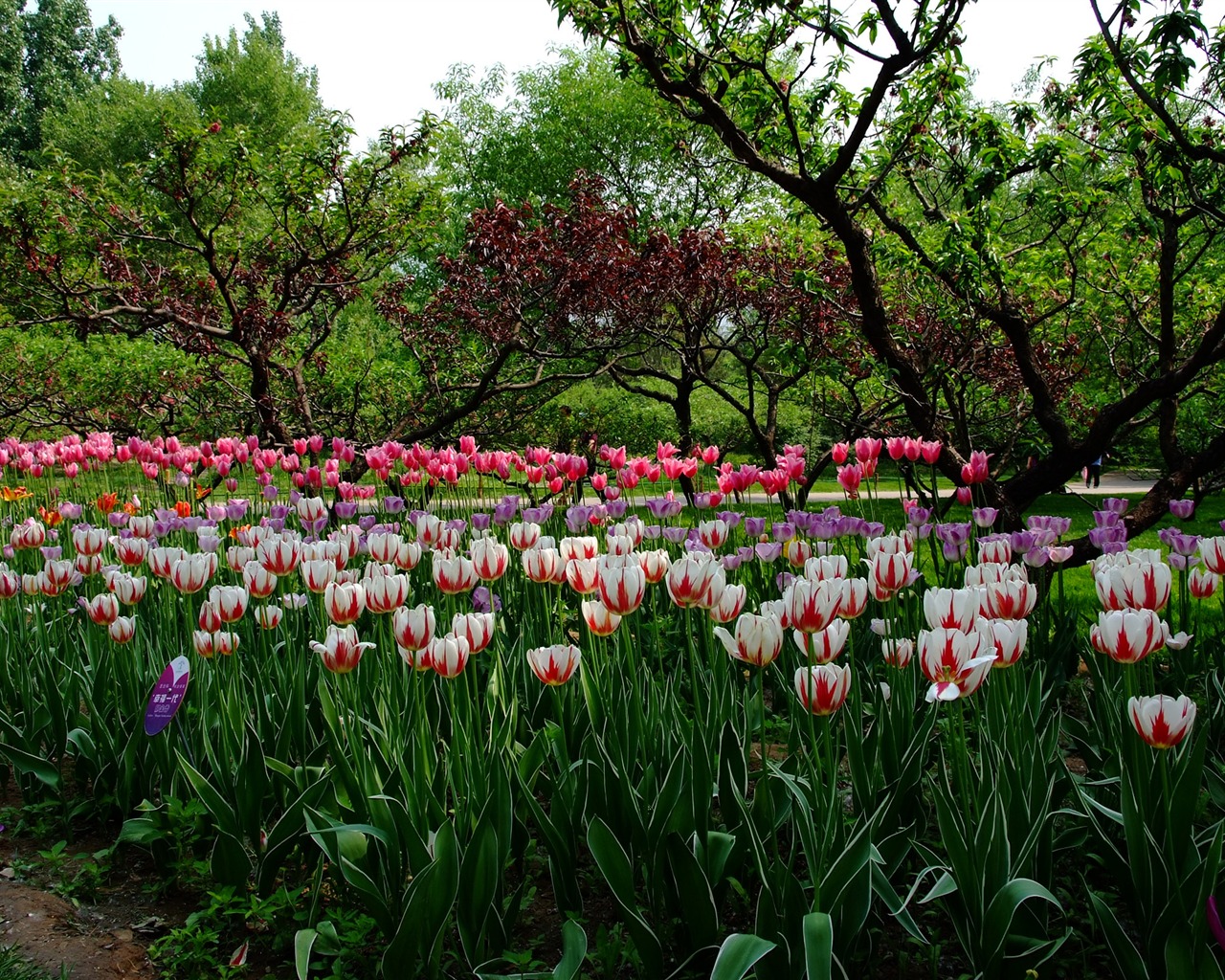 Xiangshan 초여름 정원 (철근 작품) #4 - 1280x1024