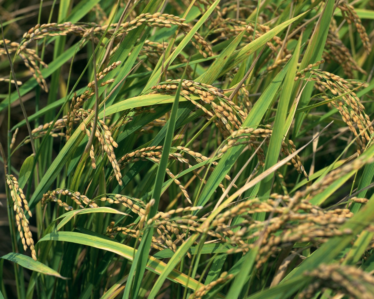 The wheat field wallpaper (1) #2 - 1280x1024