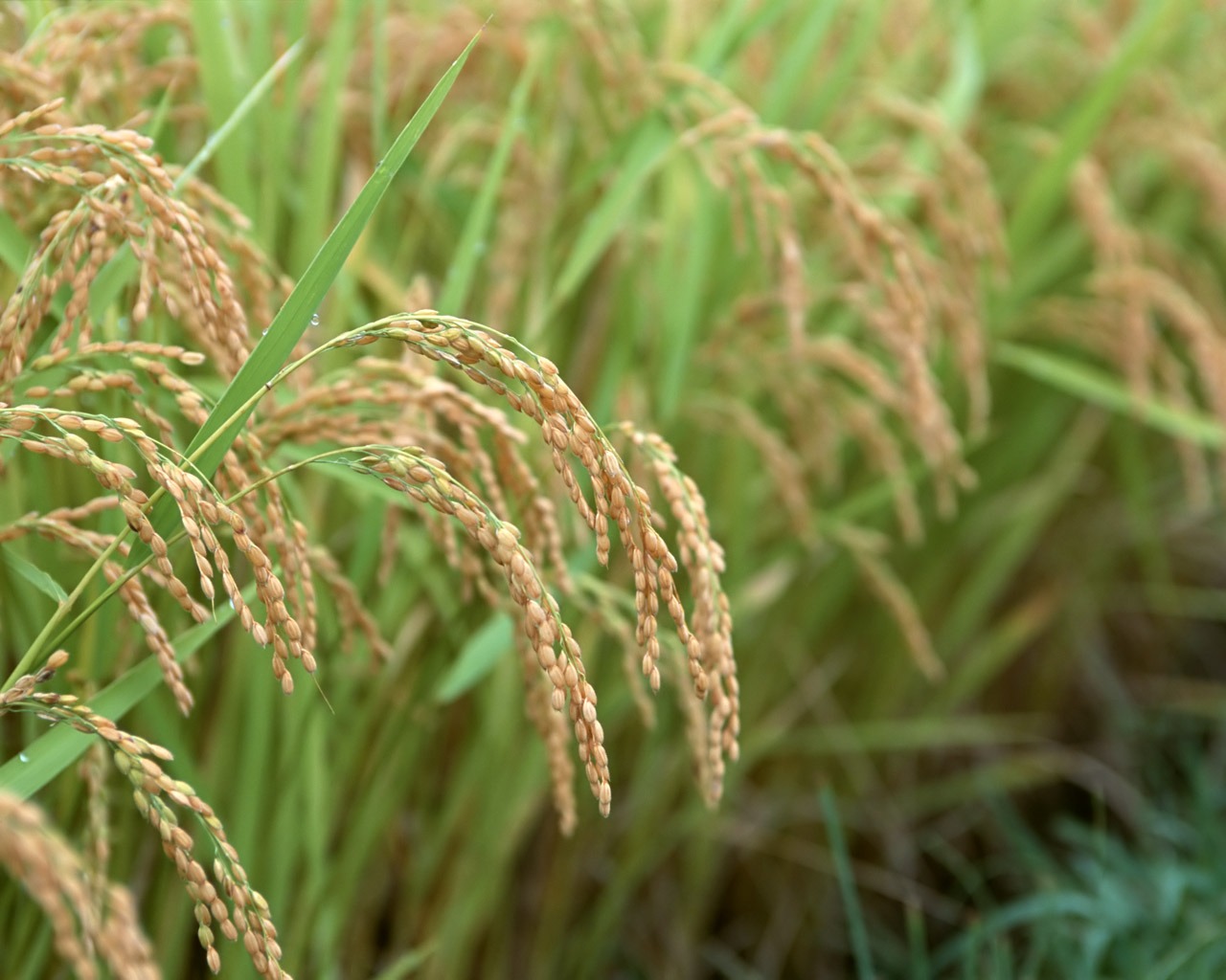 The wheat field wallpaper (1) #5 - 1280x1024