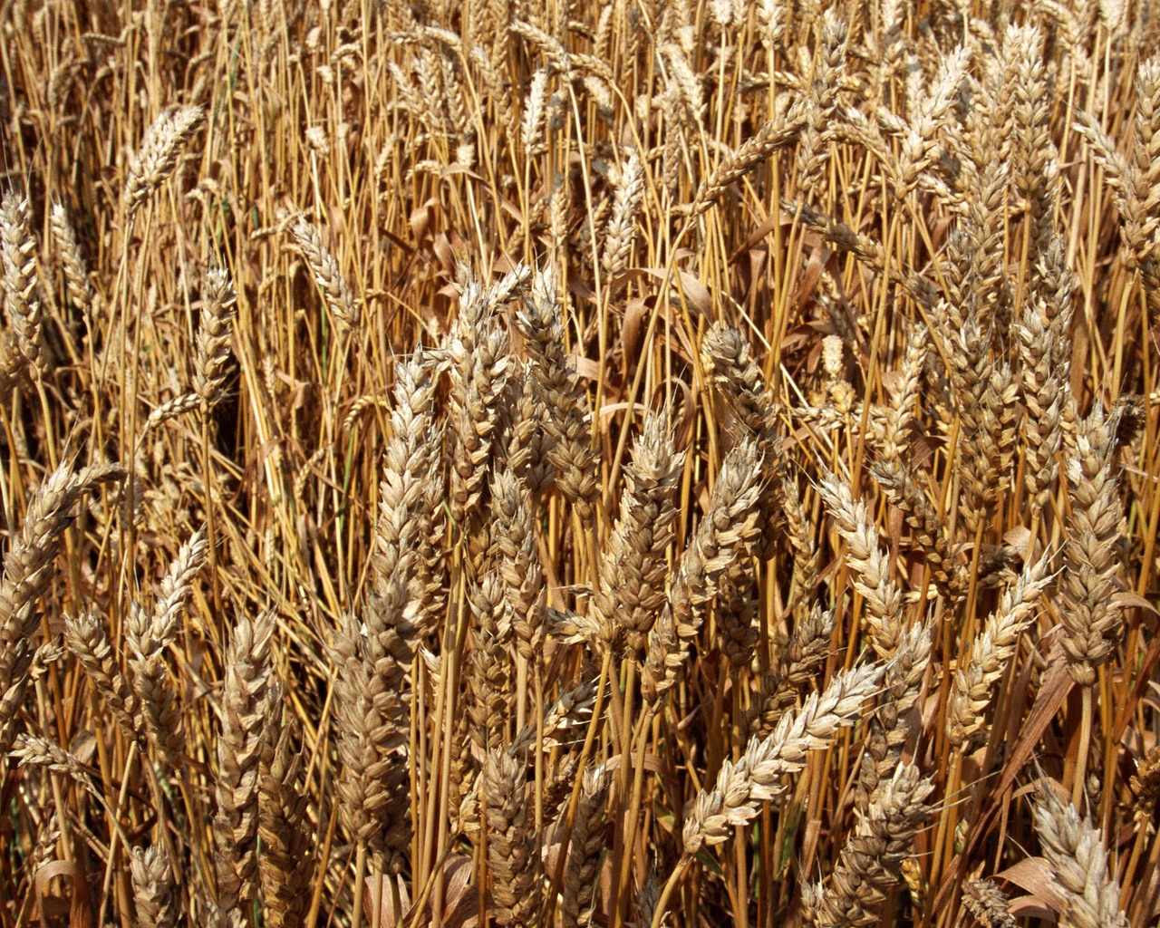 The wheat field wallpaper (1) #8 - 1280x1024