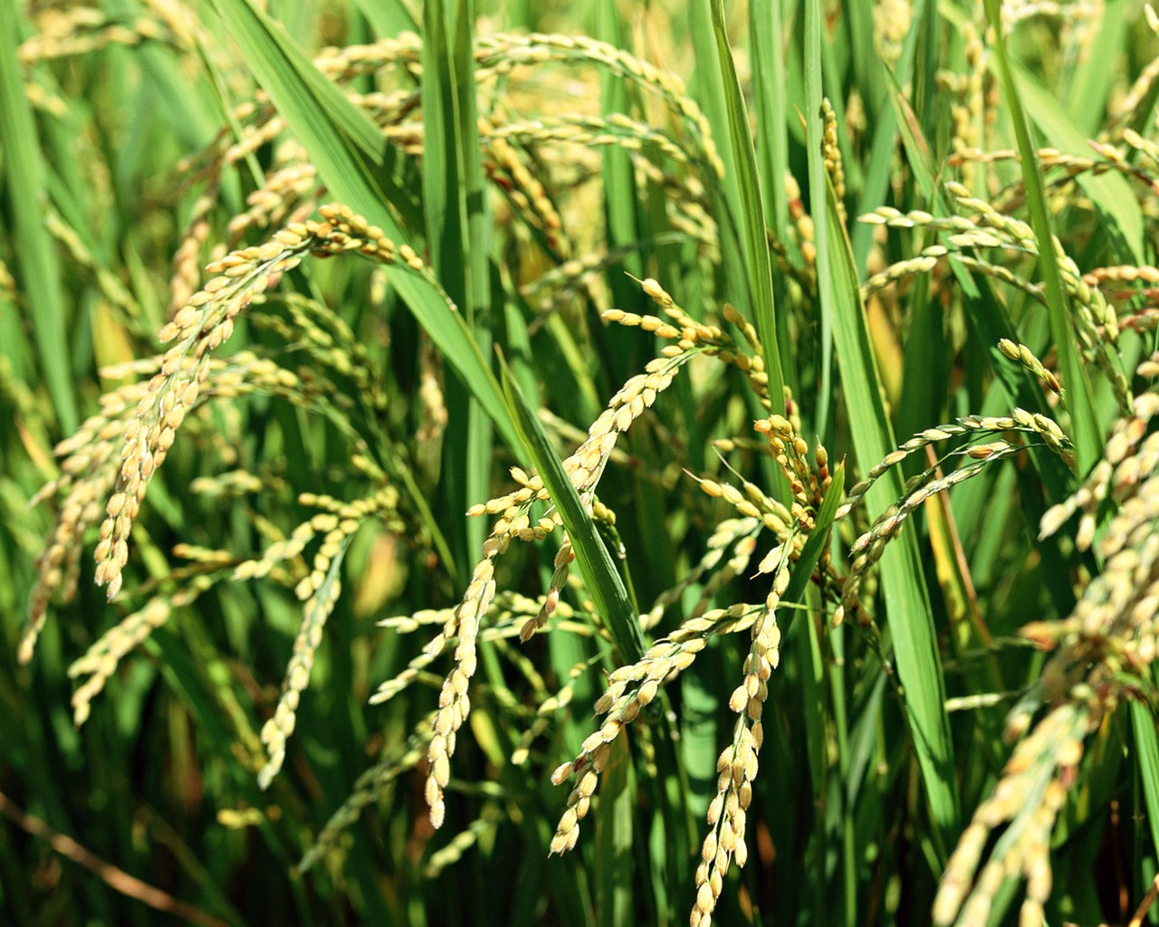 The wheat field wallpaper (1) #10 - 1280x1024