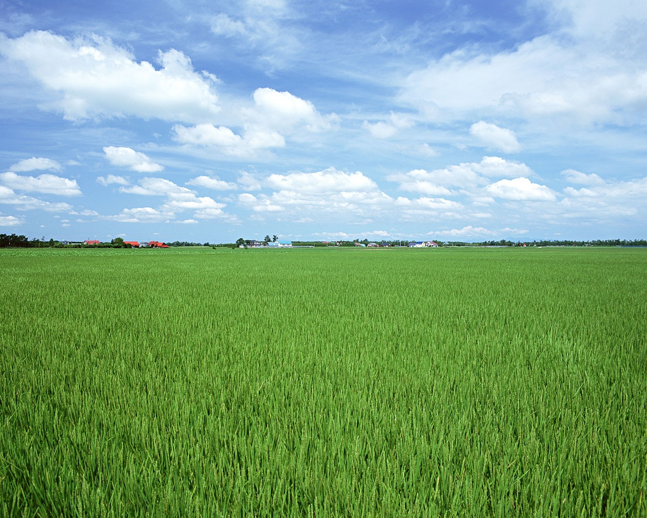 The wheat field wallpaper (1) #14 - 1280x1024