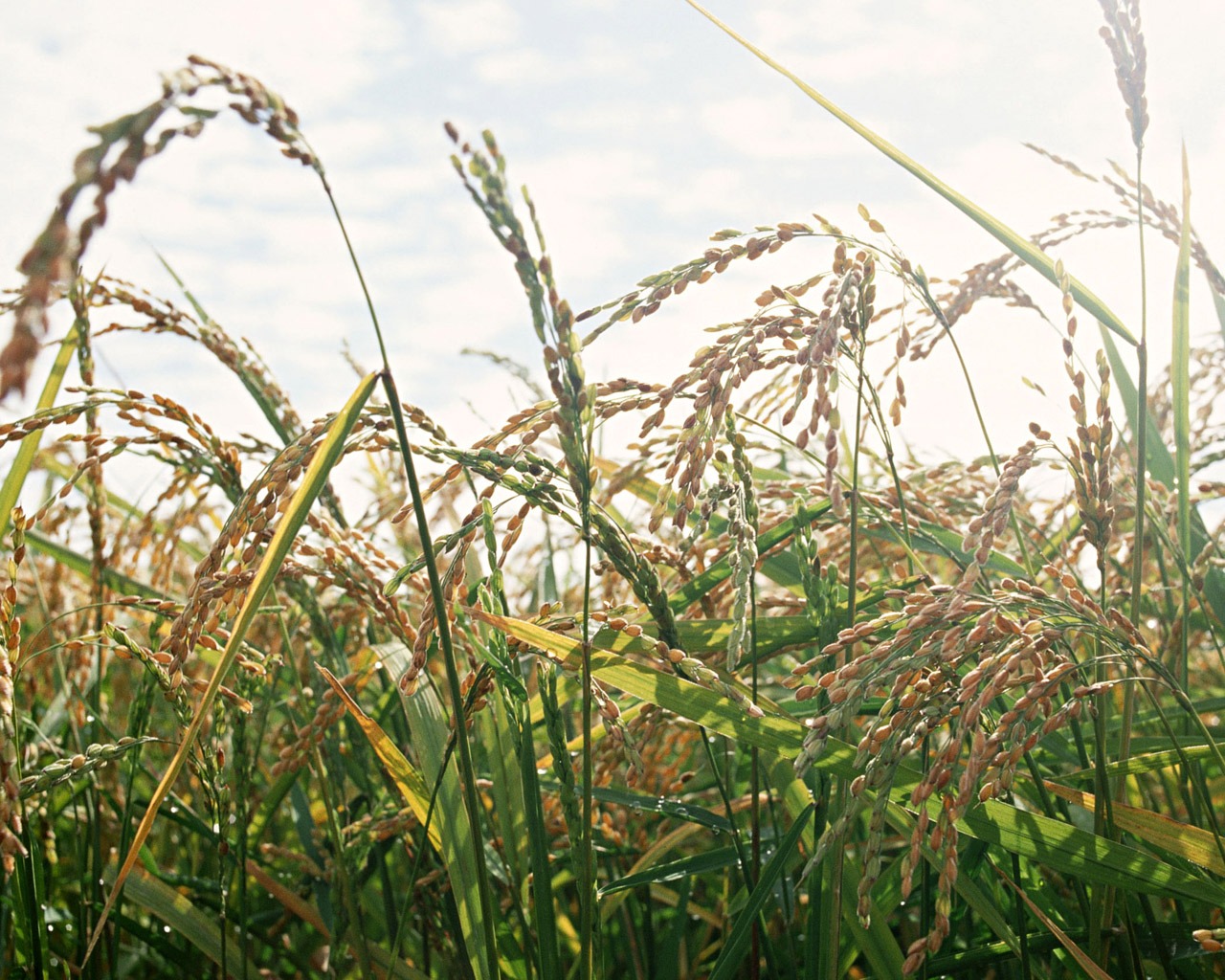 The wheat field wallpaper (1) #16 - 1280x1024