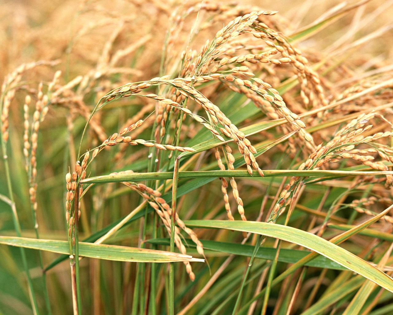 The wheat field wallpaper (1) #17 - 1280x1024