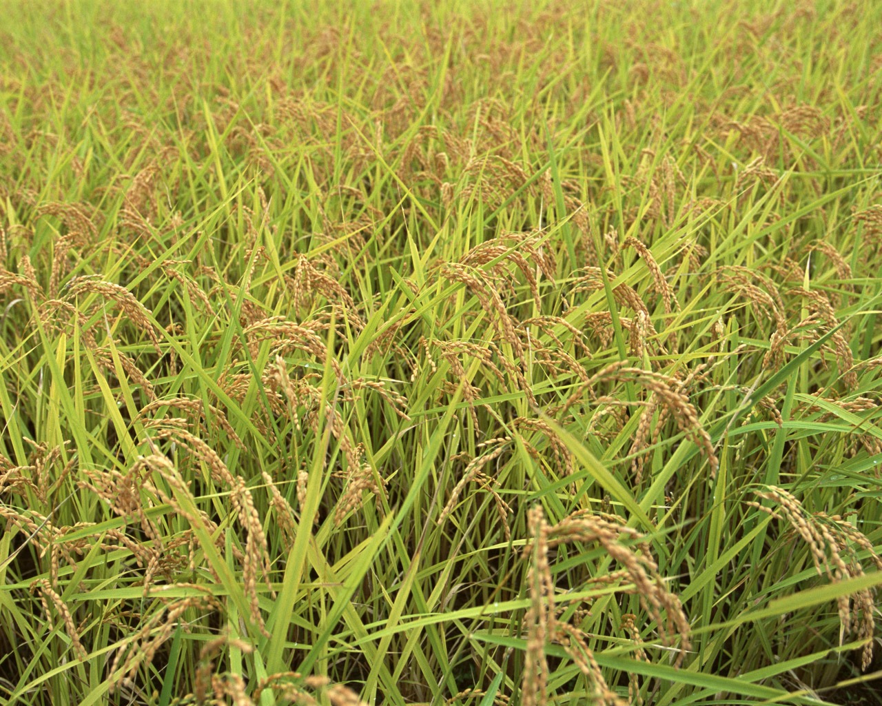 The wheat field wallpaper (1) #18 - 1280x1024