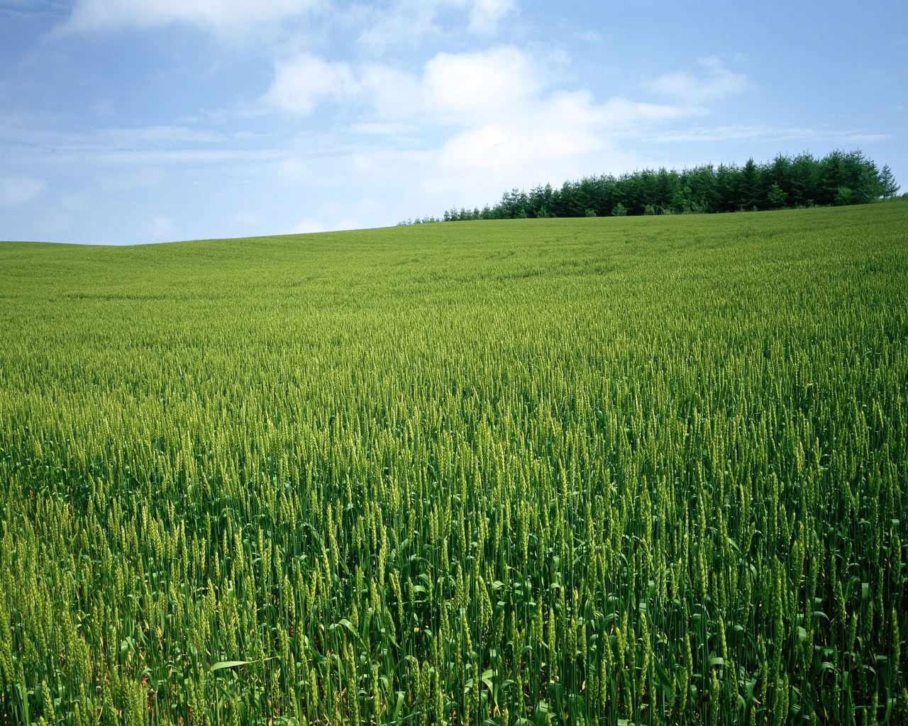 The wheat field wallpaper (1) #19 - 1280x1024