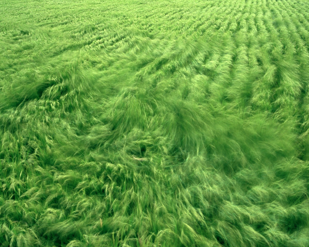 The wheat field wallpaper (1) #20 - 1280x1024