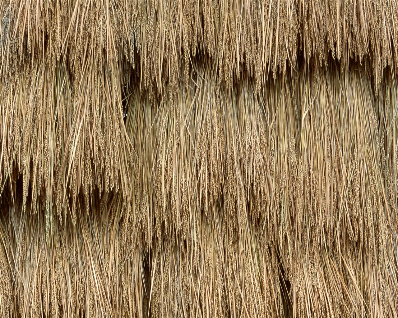 Pšeničném poli tapety (2) #6 - 1280x1024