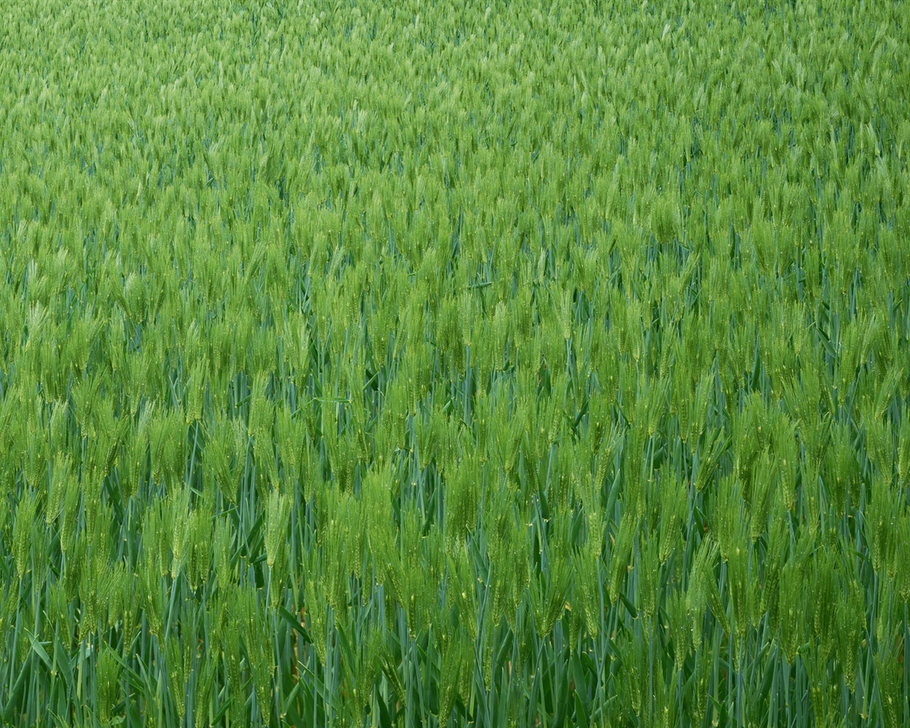 Pšeničném poli tapety (2) #7 - 1280x1024