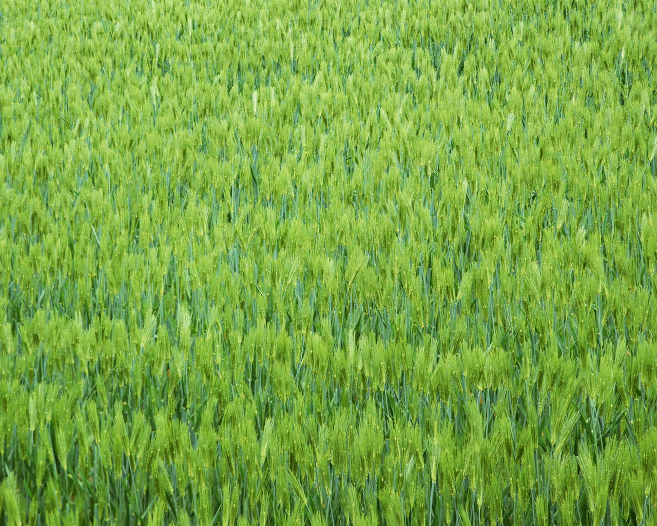 Pšeničném poli tapety (2) #8 - 1280x1024