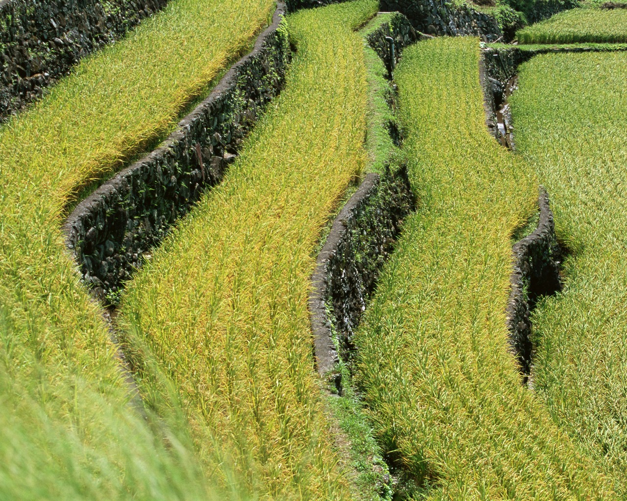 The wheat field wallpaper (21) #12 - 1280x1024