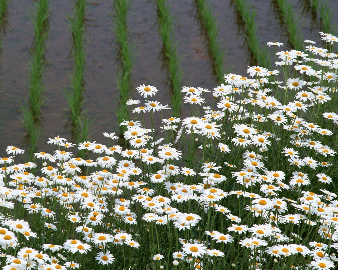 The wheat field wallpaper (21) #14 - 1280x1024