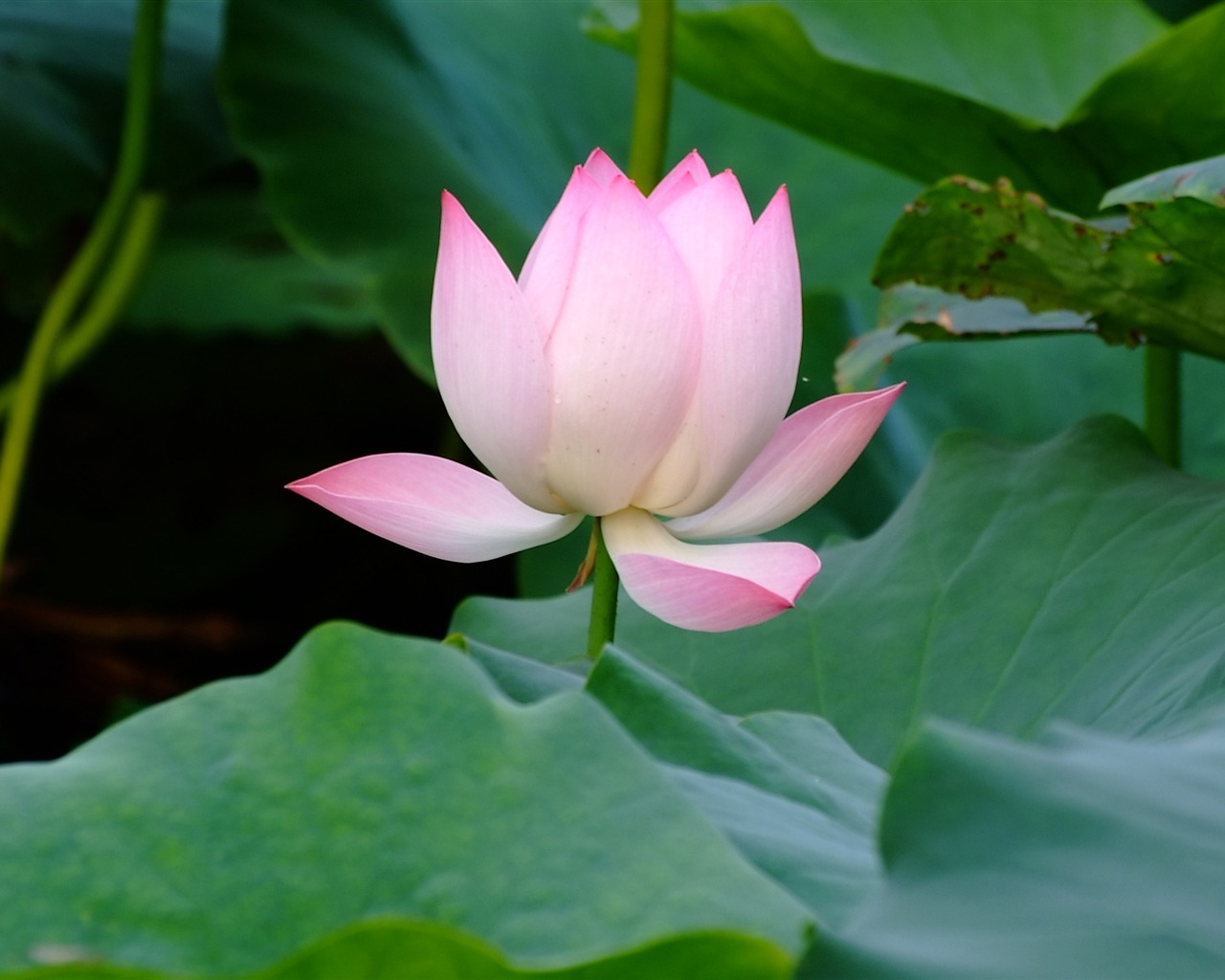 Rose Zahrada Lotus (prutu práce) #4 - 1280x1024