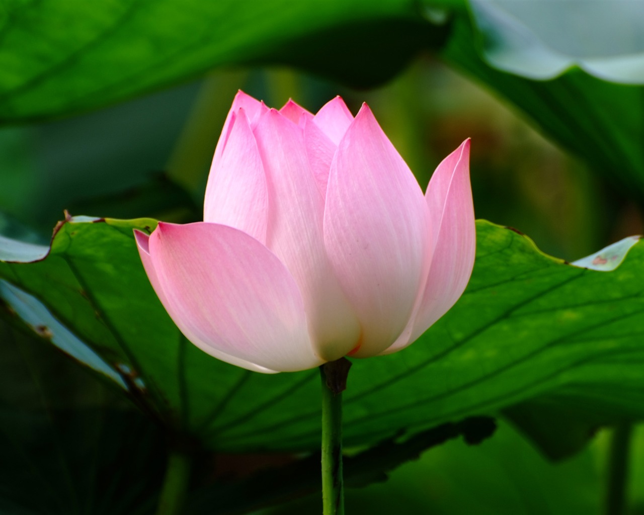 Rose Zahrada Lotus (prutu práce) #5 - 1280x1024