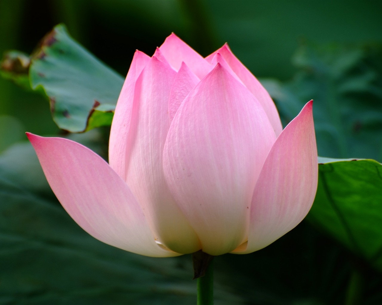 Rose Zahrada Lotus (prutu práce) #6 - 1280x1024