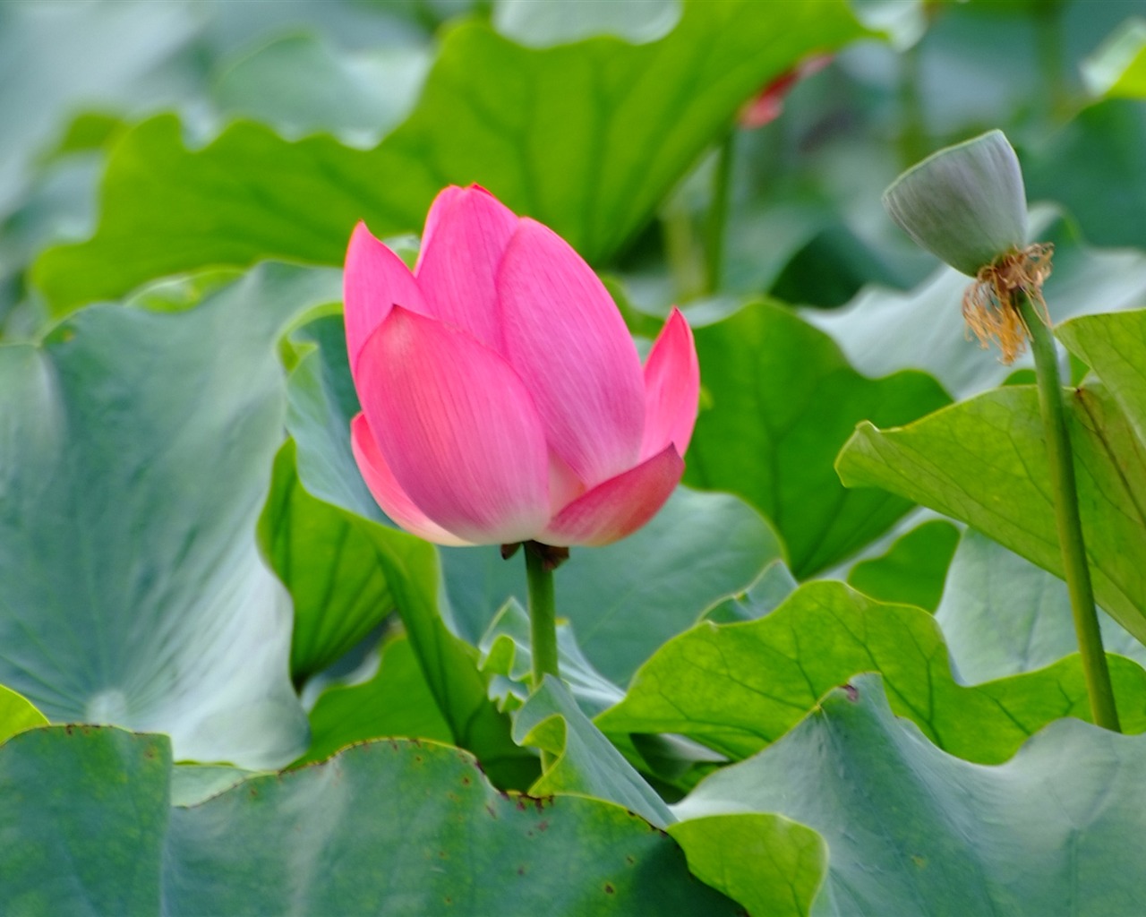 Rose Garden of the Lotus (rebar works) #7 - 1280x1024