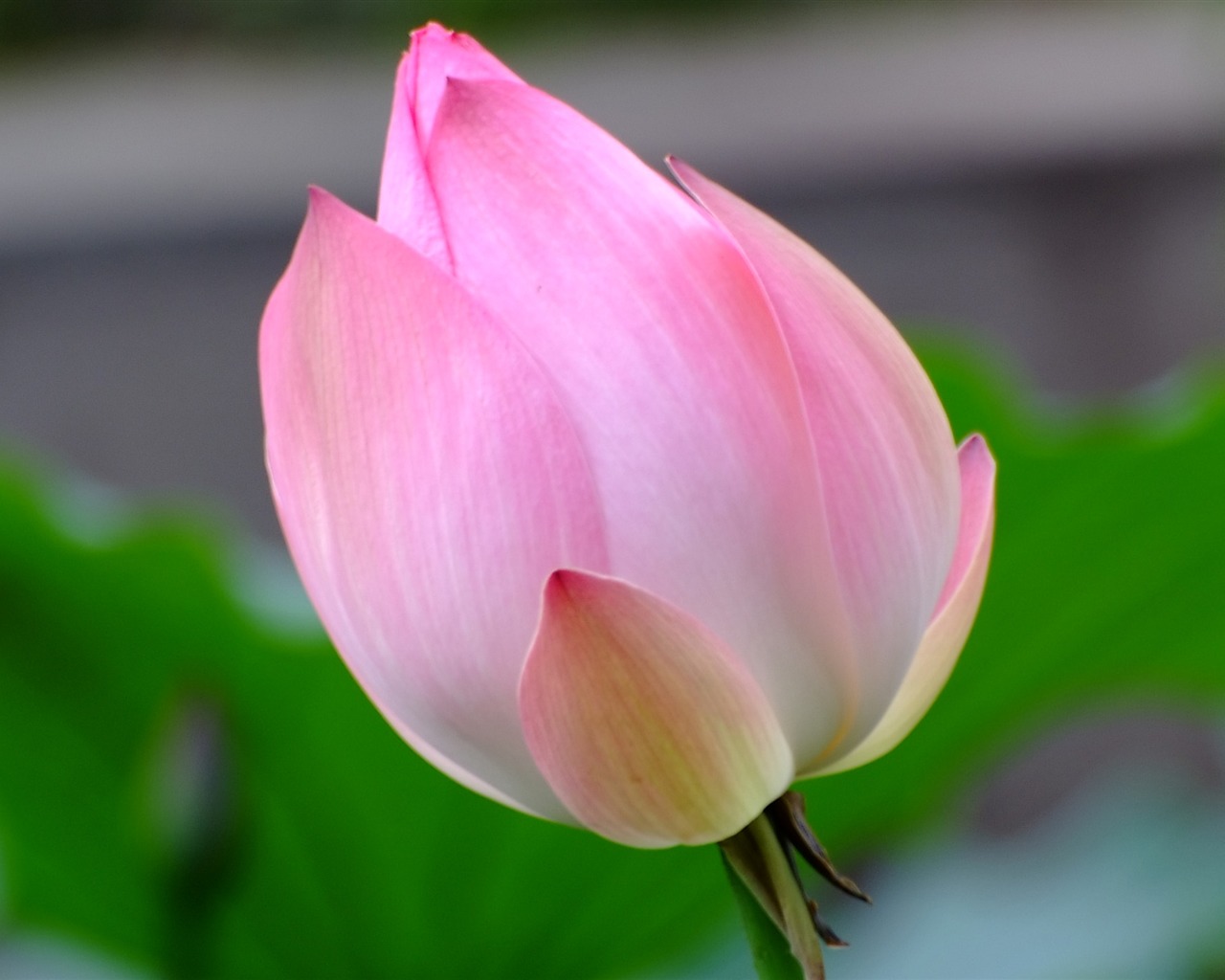 Rose Zahrada Lotus (prutu práce) #9 - 1280x1024
