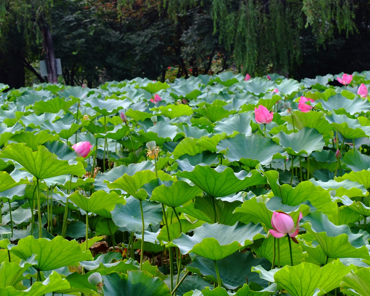 Rose Zahrada Lotus (prutu práce) #10 - 1280x1024