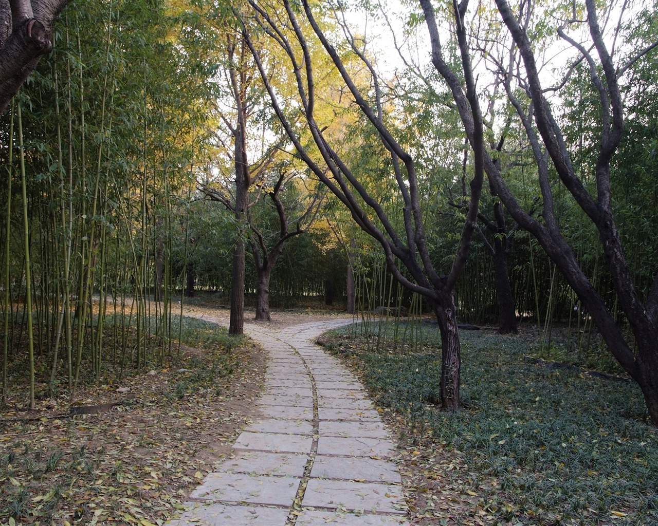 秋日的香山植物園 (螺紋鋼作品) #9 - 1280x1024