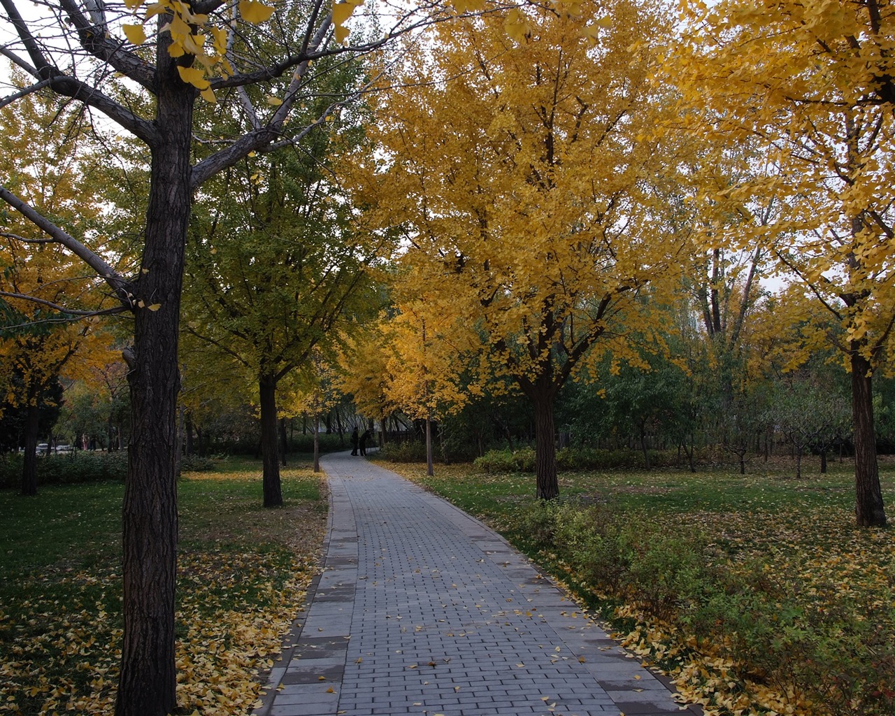 Xiangshan Herbst Garten (Bewehren) #14 - 1280x1024