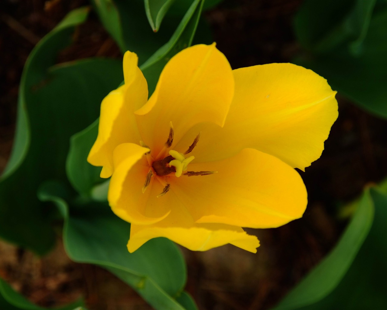 Zvíře květina Makro (prutu práce) #3 - 1280x1024