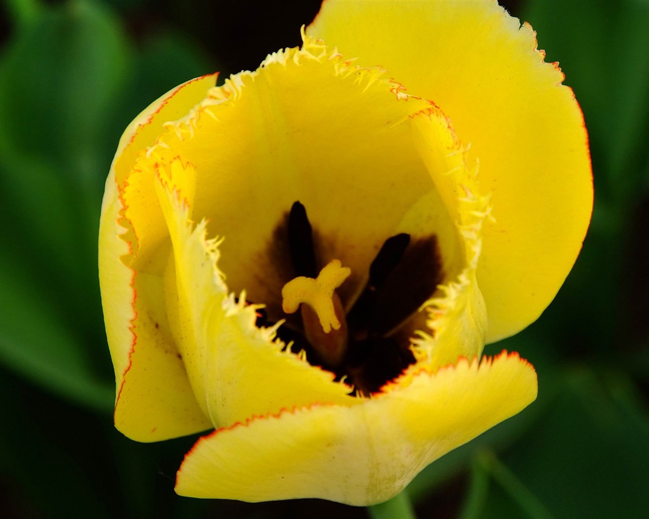 Zvíře květina Makro (prutu práce) #4 - 1280x1024