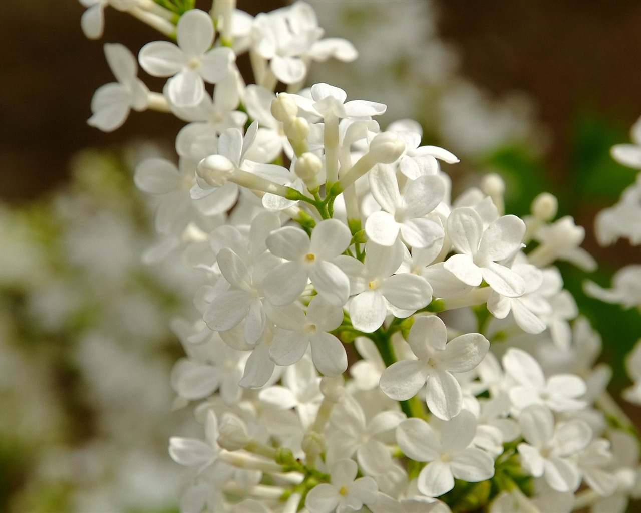 Animal Flower Macro (Bewehren) #8 - 1280x1024