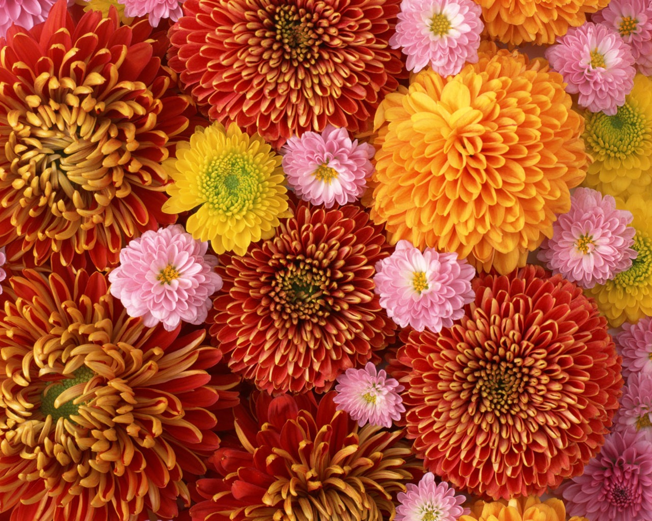 1680鮮花綠葉背景 壁紙(一) #2 - 1280x1024