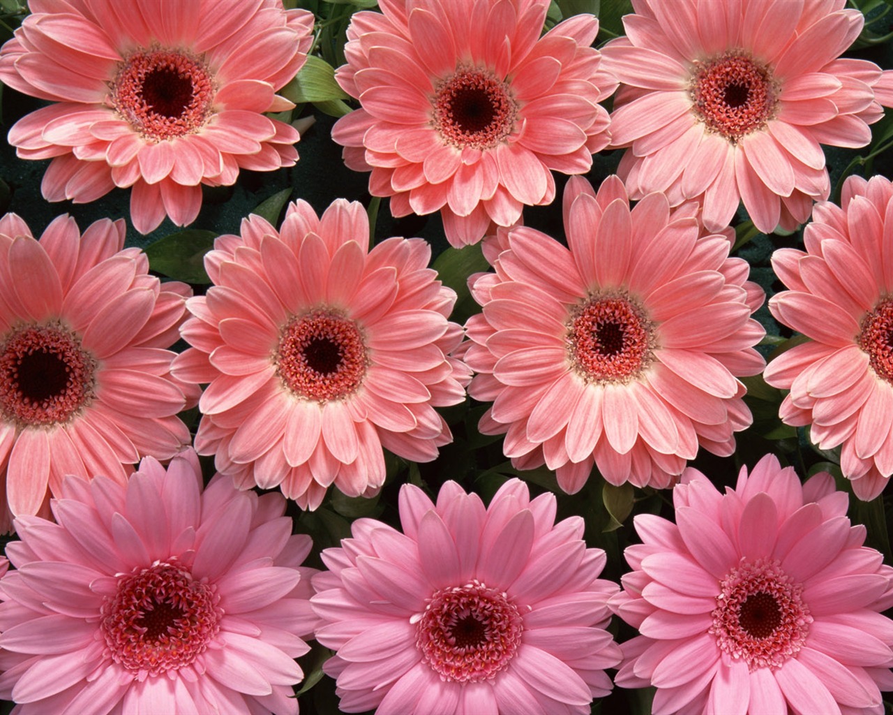 1680 flowers green leaf background wallpaper (1) #8 - 1280x1024