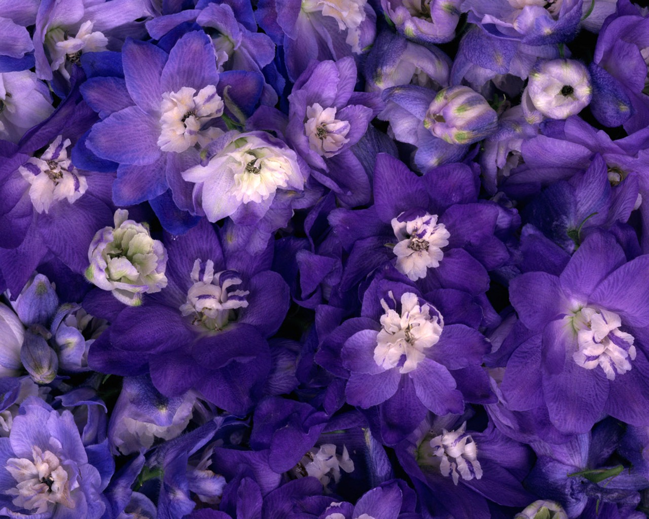 1680 flowers green leaf background wallpaper (1) #9 - 1280x1024