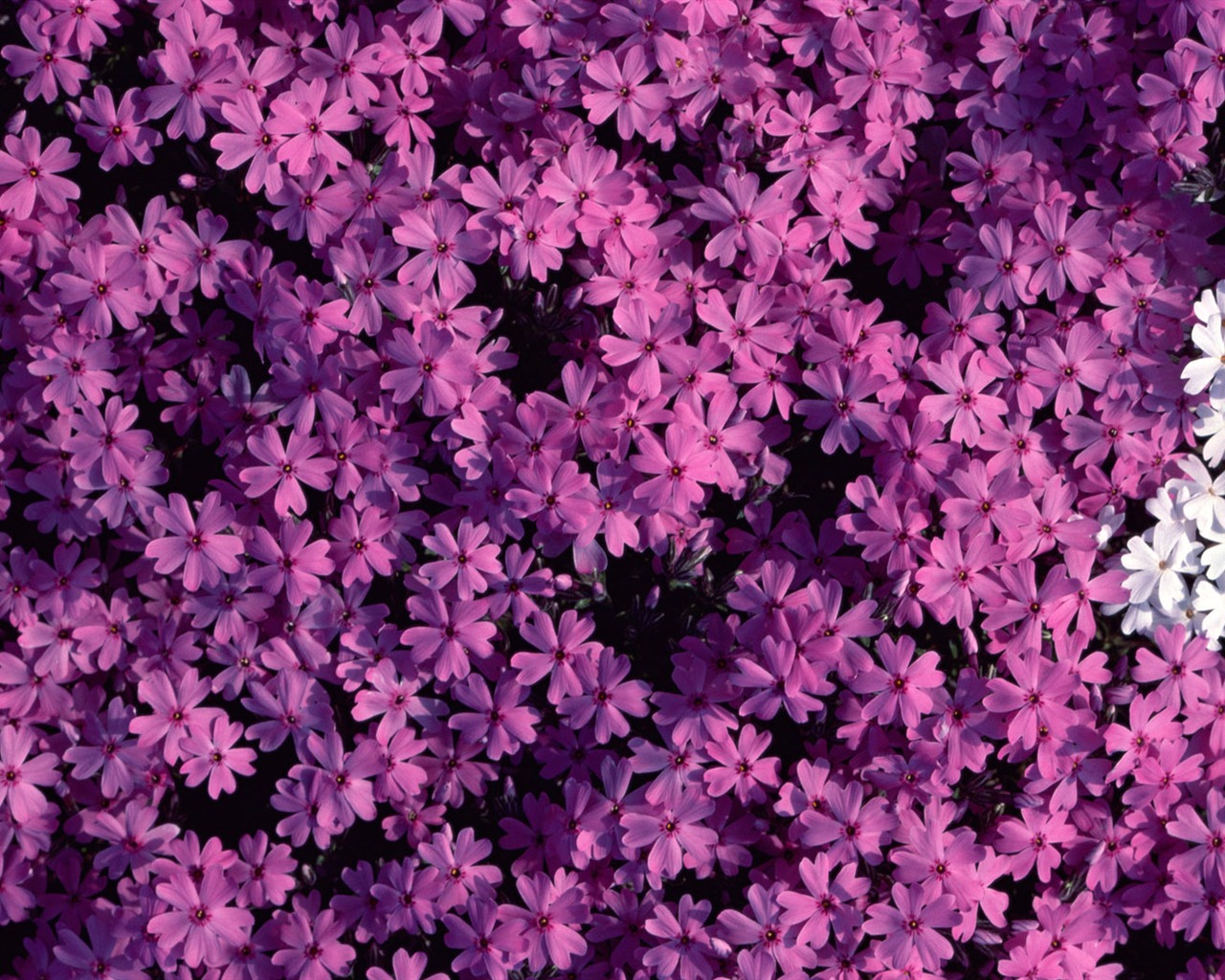 1680 꽃 녹색 잎 배경 벽지 (1) #17 - 1280x1024