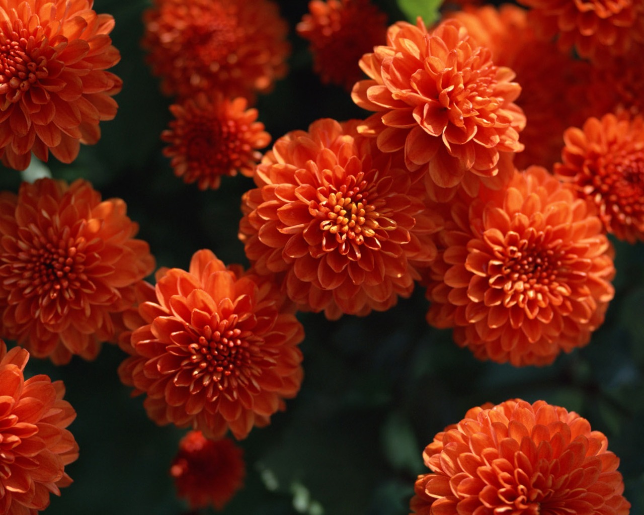 1680 flowers green leaf background wallpaper (1) #18 - 1280x1024