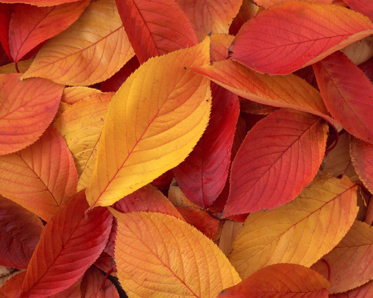 1680 flowers green leaf background wallpaper (3) #1 - 1280x1024
