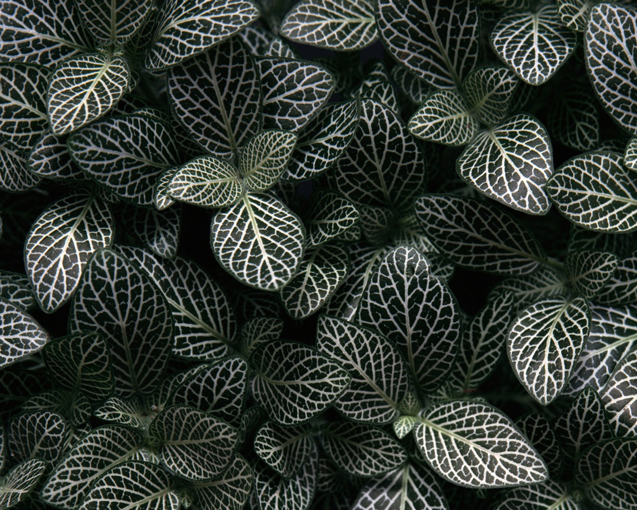 1680 꽃 녹색 잎 배경 벽지 (3) #3 - 1280x1024
