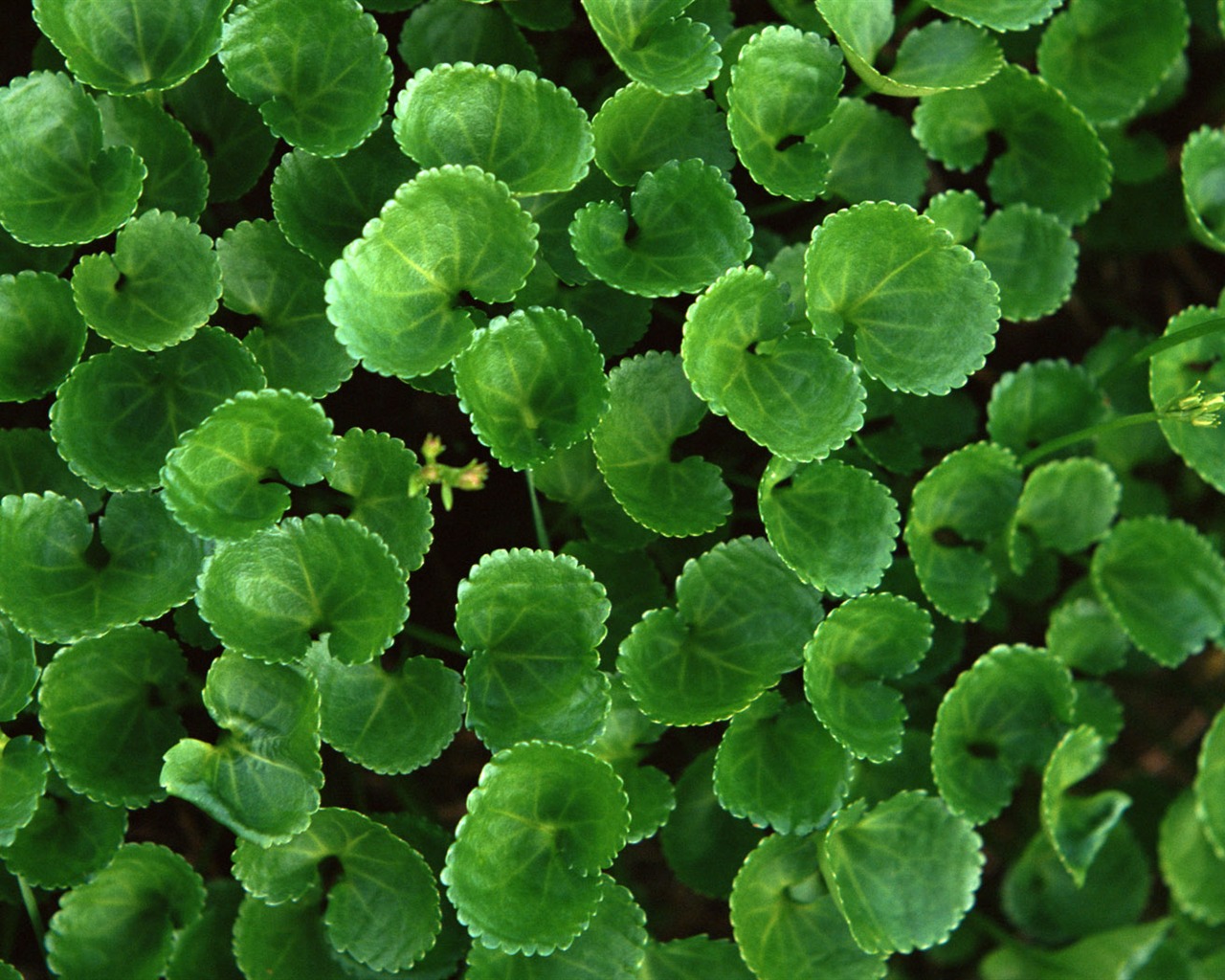 1680 꽃 녹색 잎 배경 벽지 (3) #6 - 1280x1024