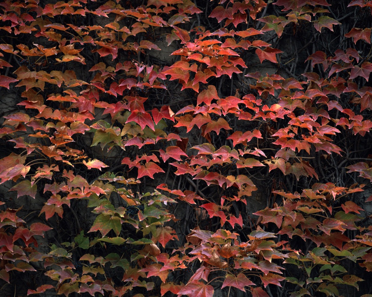 1680 꽃 녹색 잎 배경 벽지 (3) #9 - 1280x1024