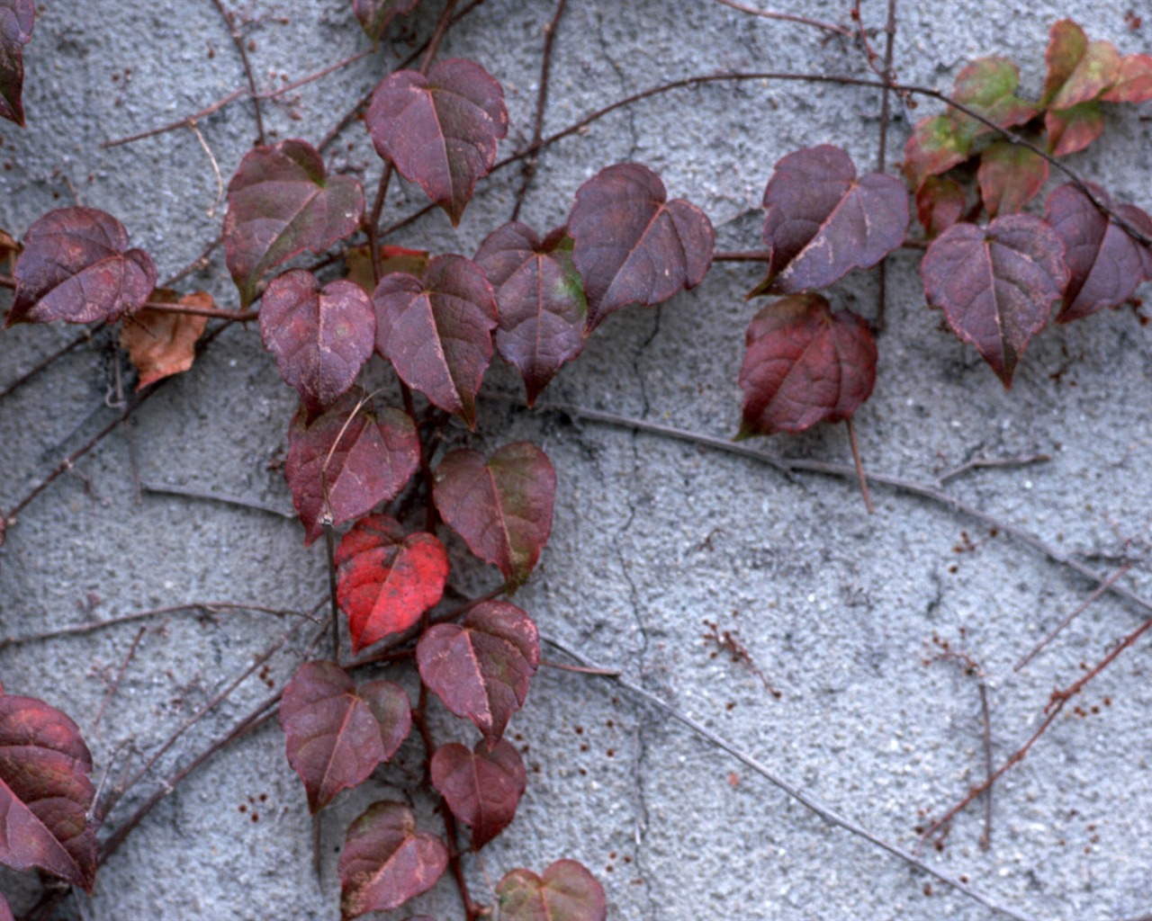 1680 꽃 녹색 잎 배경 벽지 (3) #10 - 1280x1024