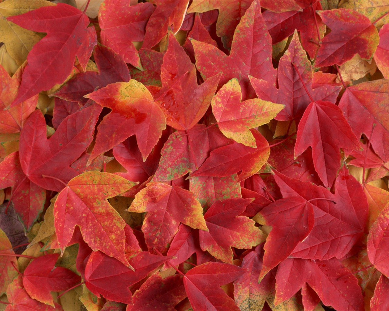 1680 flowers green leaf background wallpaper (3) #13 - 1280x1024