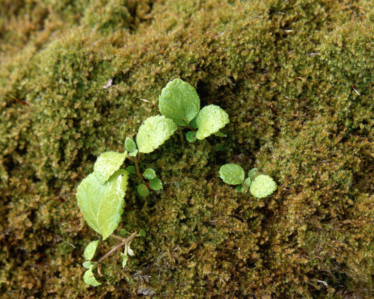 1680 flowers green leaf background wallpaper (4) #4 - 1280x1024