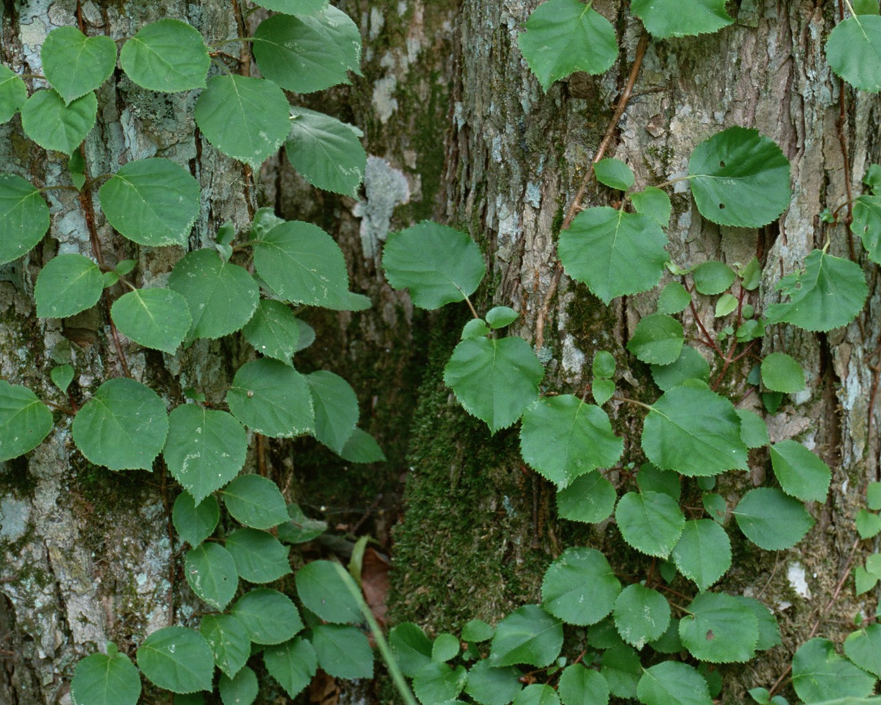 1680 꽃 녹색 잎 배경 벽지 (4) #15 - 1280x1024