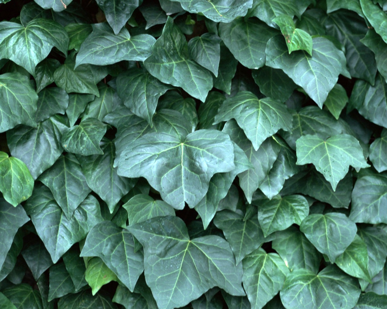 1680 꽃 녹색 잎 배경 벽지 (4) #16 - 1280x1024