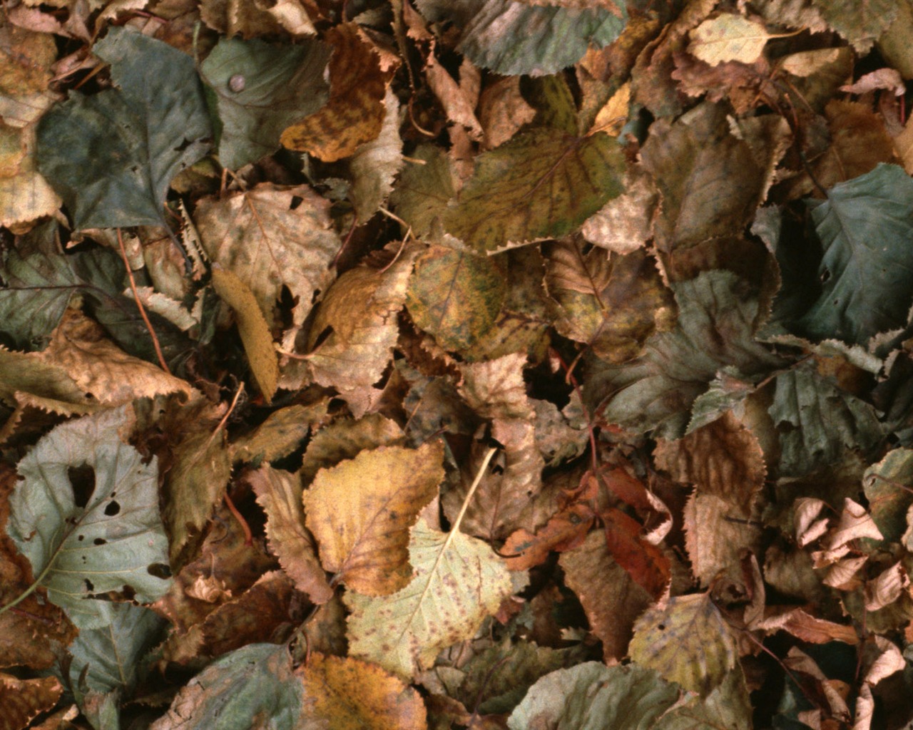 1680 꽃 녹색 잎 배경 벽지 (4) #17 - 1280x1024