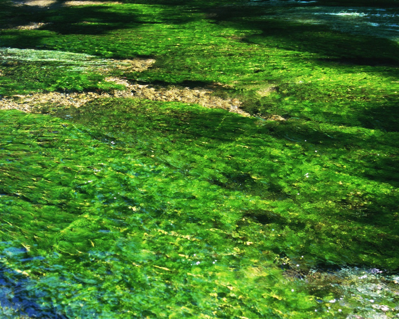 Stream Celovečerní Wallpaper (1) #15 - 1280x1024